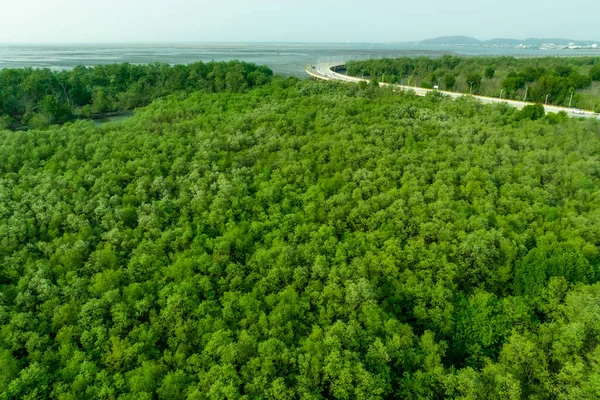 Bosque Manglar Verde Captura Dióxido Carbono Emisiones Netas Cero Los —  Fotos de Stock