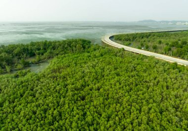 Yeşil mangrov ormanı karbondioksit yakalıyor. Sıfır ağ emisyonu. Mangrovlar atmosferden CO2 yakalıyorlar. Mavi karbon ekosistemleri. Hava manzaralı mangrov ağaçları ve çamurlu düz kıyı şeridi. Doğal karbon batar.