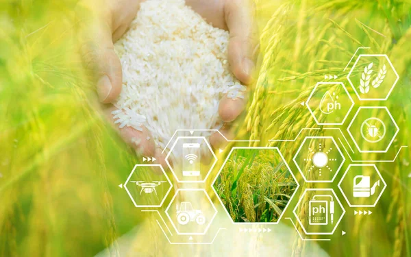 Smart agriculture with modern technology. Woman hand holding rice and rice field with smart farming concept. Sustainable agriculture. Precision agriculture. Climate monitoring. Farm management system.