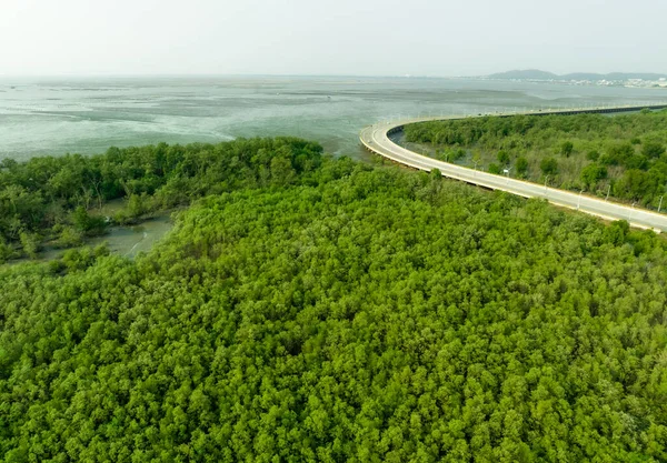 Bosque Manglar Verde Captura Dióxido Carbono Emisiones Netas Cero Los — Foto de Stock