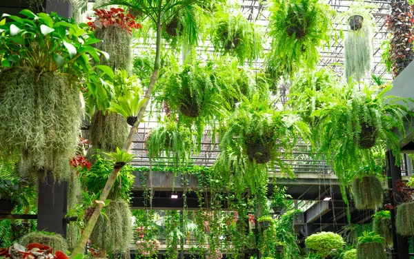 Green ornamental plant in hanging baskets. Plants in hanging pot decoration in charming garden. Care of hanging plant in baskets concept. Indoor hanging garden. Natural air purifier. Eco garden.