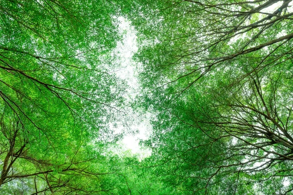 Нижний Вид Дерево Зелеными Листьями Ветвями Тропическом Лесу Экология Парке — стоковое фото