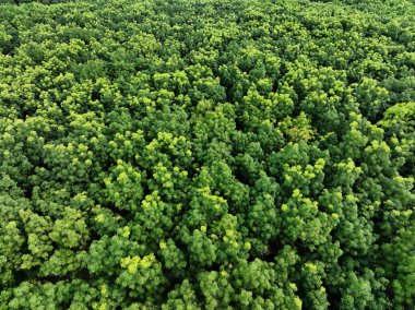 Lastik ormanın yukarıdan görünüşü. Yoğun yeşil kauçuk ağaçların drone görüntüsü karbondioksiti yakalıyor. Karbon nötr ve net sıfır emisyon kavramı için yeşil ağaçlar. Sürdürülebilir yeşil ortam.
