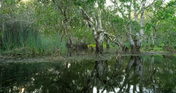 湿地林の白いサンセットやカジュアットの木は水に反射しています 緑豊かな植物園 淡水湿地 自然の美しさ 水の体 湿地で緑豊かな森 環境の日 — ストック写真