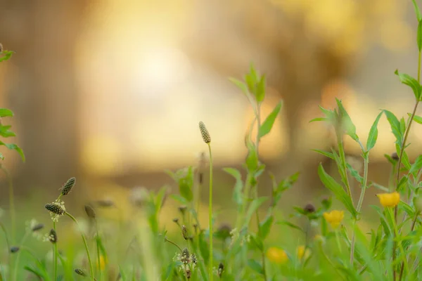 Kwiat Trawy Zielona Trawa Liście Rozmytym Tle Pomarańczowego Wschodu Słońca — Zdjęcie stockowe