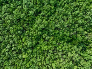 Mangrov ormanının havadan görünüşü. Yoğun yeşil mangrov ağaçlarının drone görüntüsü CO2 'yi yakalıyor. Karbon nötr ve net sıfır emisyon kavramı için yeşil ağaçlar. Sürdürülebilir yeşil ortam.