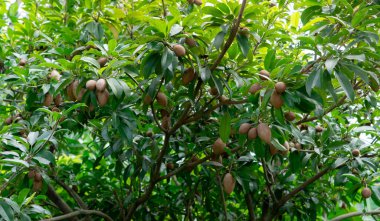 Yeşil yapraklı ve taze meyveli Sapodilla ağacı. Evergreen ağacı. Sapodilla meyve bahçesi. Egzotik meyve. Tropik meyve. Sapodilla bahçesi. Ağaç kabuğundaki cips sakız yapımında kullanılır. Marmelat eriği..
