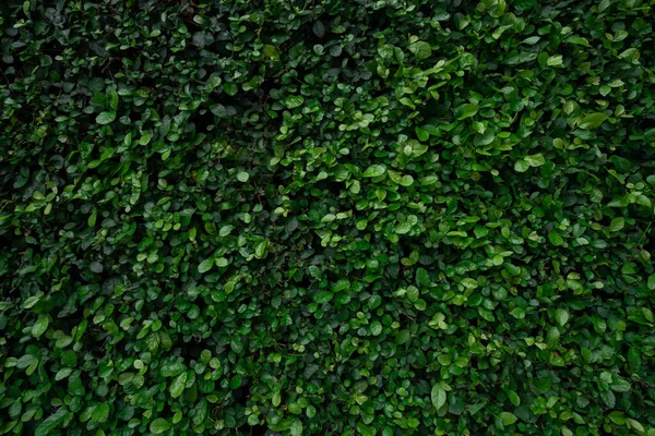 Small Green Leaves Hedge Wall Texture Background Closeup Green Hedge — Zdjęcie stockowe
