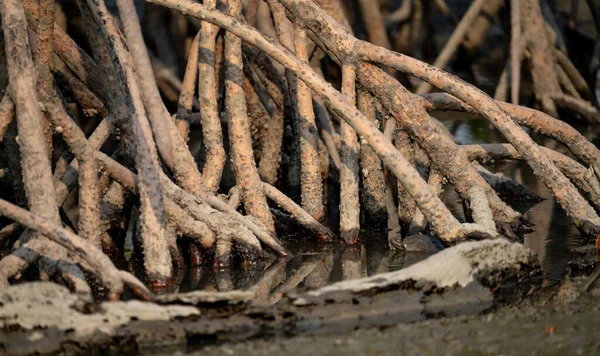 맹그로브 맹그로브 나무의 뿌리를 히막아 놓는다 맹그로브 공중의 뿌리야 맹그로브 — 스톡 사진