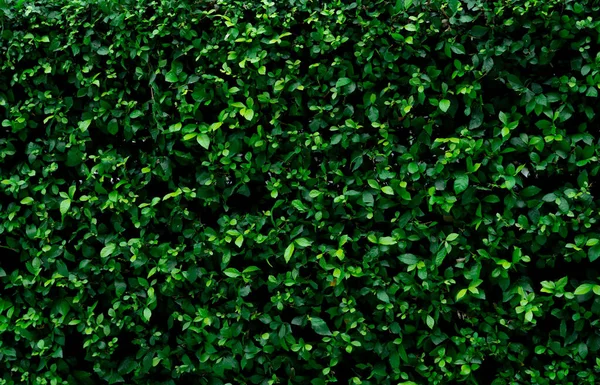 封闭的常绿树篱植物 树篱墙纹理背景中的绿色小叶 生态常绿篱笆墙 庭院里的观赏植物 许多叶子能减少空气中的灰尘 自然背景 — 图库照片