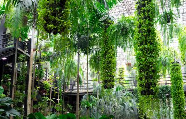 Green ornamental plant in hanging baskets. Plants in hanging pot decoration in charming garden. Care of hanging plant in baskets concept. Indoor hanging garden to reduce dust. Natural air purifier.