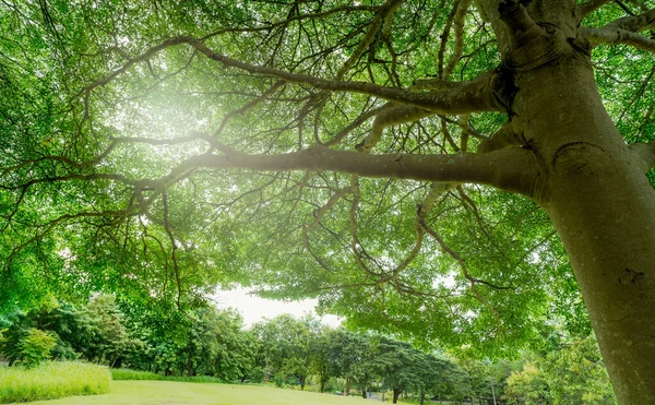Green tree at golf course of hotel or resort. Fresh environment. Green plant give oxygen. Tree with green leaves capture carbon dioxide in the air. Luxury and tranquility at golf course hotel.