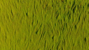 Yeşil pirinç tarlası arkaplanının havadan görünüşü. Pirinç bitkileri, muson rüzgarlarından korunmak için eğilirler. Yeşil pirinç çiftliğinin doğal deseni. Tarım alanının üstünde. Doğada güzellik.