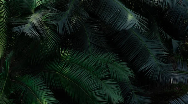 Листья Папоротника Фоне Лесной Фактуры Листья Саду Темно Зеленые Природа — стоковое фото