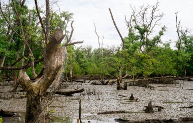 Dalgalar alçaldığında yeşil mangrov ormanı. Mangrov ağaçları CO2 'yi yakalar. Sıfır ağ emisyonu. Mavi karbon ekosistemleri. Mangrove ekosistemi. Doğal karbon batar. Mangrovlar karbondioksit emisyonunu emerler. Kıyı.