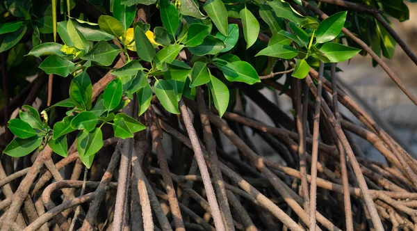 Stilt or prop roots of mangrove trees with green leaves on the mangrove forest. Mangrove aerial roots. Supporting stilt roots of mangrove trees. Root system of mangroves. Blue carbon sink concept.