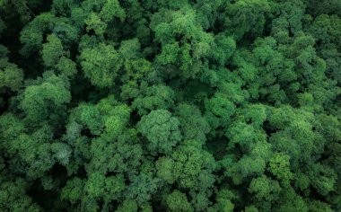 Ormandaki yeşil ağaçların havadan görünüşü. Yoğun yeşil ağacın drone görüntüsü CO2 'yi yakalar. Karbon nötr ve net sıfır emisyon kavramı için yeşil ağaç doğası. Sürdürülebilir yeşil ortam.