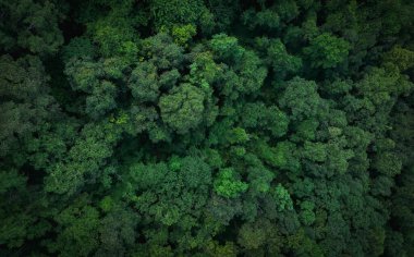 Ormandaki yeşil ağaçların havadan görünüşü. Yoğun yeşil ağacın drone görüntüsü CO2 'yi yakalar. Karbon nötr ve net sıfır emisyon kavramı için yeşil ağaç doğası. Sürdürülebilir yeşil ortam.