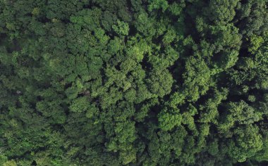 Ormandaki yeşil ağaçların havadan görünüşü. Yoğun yeşil ağacın drone görüntüsü CO2 'yi yakalar. Karbon nötr ve net sıfır emisyon kavramı için yeşil ağaç doğası. Sürdürülebilir yeşil ortam.