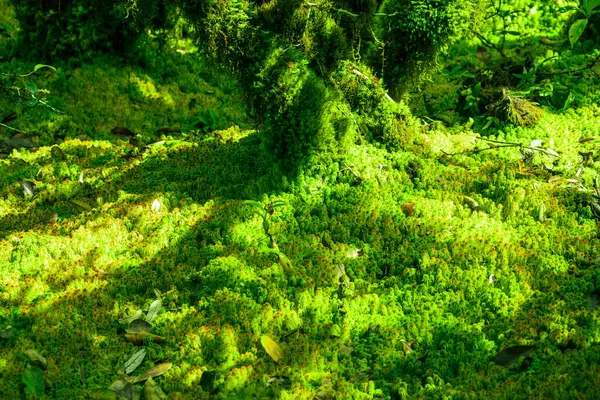 Sunlit Sphagnum moss in swamp forest. Nature landscape. Green peat moss. Carbon sequestration. Moss conservation. Moss ecology. Peatland carbon storage. Sphagnum habitats. Reservoir of the forest.