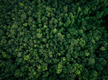 Ormandaki yeşil ağaçların havadan görünüşü. Yoğun yeşil ağacın drone görüntüsü CO2 'yi yakalar. Karbon nötr ve net sıfır emisyon kavramı için yeşil ağaç doğası. Sürdürülebilir yeşil ortam.