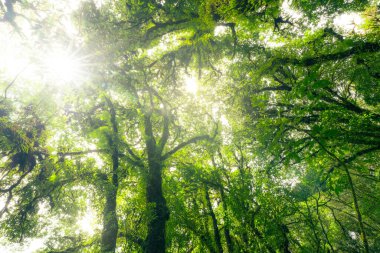 Yeşil yaprakların arasından güneş ışığı geçen yeşil ağaç ormanı. Doğal karbon yakalama ve karbon kredi konsepti. Sürdürülebilir orman yönetimi. Ağaçlar karbondioksiti emer. Doğal karbon lavabosu. Çevre Günü
