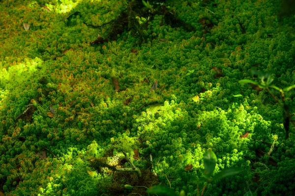 Bataklık ormanında günışığı Sphagnum yosunu. Doğa manzarası. Yeşil turba yosunu. Karbon tecrit. Yosun koruma. Yosun ekolojisi. Peatland karbon deposu. Sphagnum habitatları. Ormanın rezervuarı..