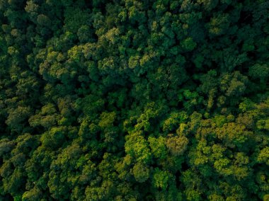 Ormandaki yeşil ağaçların havadan görünüşü. Yoğun yeşil ağacın drone görüntüsü CO2 'yi yakalar. Karbon nötr ve net sıfır emisyon kavramı için yeşil ağaç doğası. Sürdürülebilir yeşil ortam.