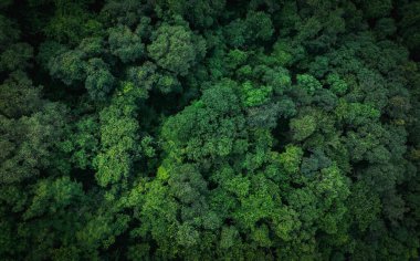 Ormandaki yeşil ağaçların havadan görünüşü. Yoğun yeşil ağacın drone görüntüsü CO2 'yi yakalar. Karbon nötr ve net sıfır emisyon kavramı için yeşil ağaç doğası. Sürdürülebilir yeşil ortam.