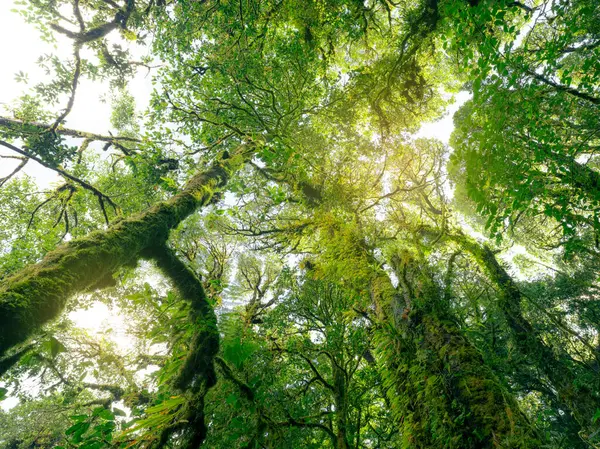 stock image Green tree forest with sunlight through green leaves. Natural carbon capture and carbon credit concept. Sustainable forest management. Trees absorb carbon dioxide. Natural carbon sink. Environment day