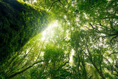 Yeşil yaprakların arasından güneş ışığı geçen yeşil ağaç ormanı. Doğal karbon yakalama ve karbon kredi konsepti. Sürdürülebilir orman yönetimi. Ağaçlar karbondioksiti emer. Doğal karbon lavabosu. Çevre Günü