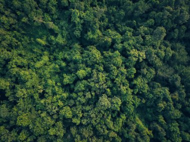 Ormandaki yeşil ağaçların havadan görünüşü. Yoğun yeşil ağacın drone görüntüsü CO2 'yi yakalar. Karbon nötr ve net sıfır emisyon kavramı için yeşil ağaç doğası. Sürdürülebilir yeşil ortam.