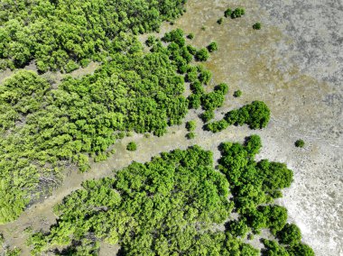 Sabah güneşli yeşil mangrov ormanı. Mangrove ekosistemi. Doğal karbon batar. Mangrovlar atmosferden CO2 yakalıyorlar. Mavi karbon ekosistemleri. Mangrovlar karbondioksit emisyonunu emerler..