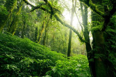 Yeşil yaprakların arasından güneş ışığı geçen yeşil ağaç ormanı. Doğal karbon yakalama ve karbon kredi konsepti. Sürdürülebilir orman yönetimi. Ağaçlar karbondioksiti emer. Doğal karbon lavabosu. Çevre Günü