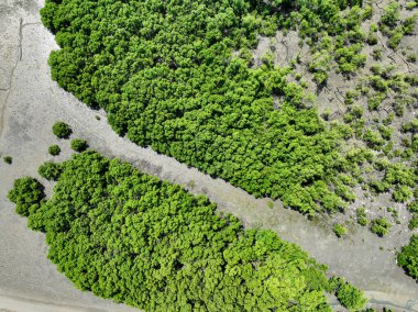 Sabah güneşli yeşil mangrov ormanı. Mangrove ekosistemi. Doğal karbon batar. Mangrovlar atmosferden CO2 yakalıyorlar. Mavi karbon ekosistemleri. Mangrovlar karbondioksit emisyonunu emerler..