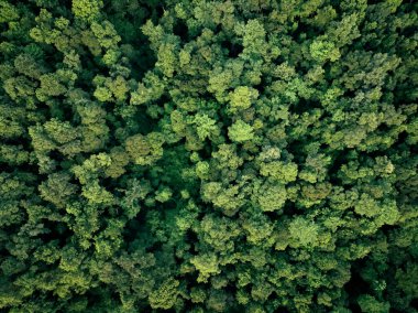 Ormandaki yeşil ağaçların havadan görünüşü. Yoğun yeşil ağacın drone görüntüsü CO2 'yi yakalar. Karbon nötr ve net sıfır emisyon kavramı için yeşil ağaç doğası. Sürdürülebilir yeşil ortam.