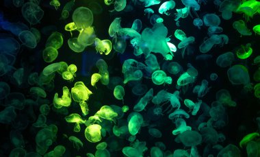 Akvaryumda, saydam denizanaları yeşil ışıkla aydınlatılarak suyun altında yüzerler. Deniz yaşamının güzelliği. Egzotik deniz canlıları okyanusun derin ve tropikal sularına doğanın sihrini katıyor..