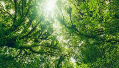 Ormandaki ağaç gövdesinin yeşil yapraklarına güneş ışığıyla bakıyorum. Yeşil ormanda temiz bir çevre. Güneşli bir günde orman ağacı. Doğal karbon yakalama. Sürdürülebilir koruma ve ekoloji
