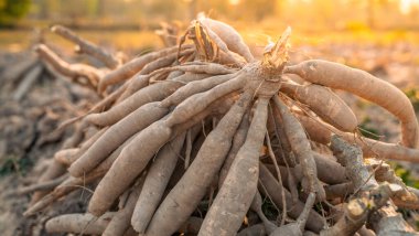 Cassava kökleri. Sürdürülebilir tarım. Tropikal çiftçilikte Cassava kökü. Gıda üretimi ve sürdürülebilirlik. Cassava kökü, gıda güvenliği için hayati öneme sahip ürünler, küçük geçim kaynakları. Tapioca tüpleri