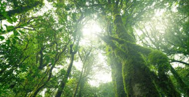 Ormandaki ağaç gövdesinin yeşil yapraklarına güneş ışığıyla bakıyorum. Yeşil ormanda temiz bir çevre. Güneşli bir günde orman ağacı. Doğal karbon yakalama. Sürdürülebilir koruma ve ekoloji