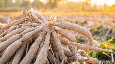 Cassava kökleri. Sürdürülebilir tarım. Tropikal çiftçilikte Cassava kökü. Gıda üretimi ve sürdürülebilirlik. Cassava kökü, gıda güvenliği için hayati öneme sahip ürünler, küçük geçim kaynakları. Tapioca tüpleri