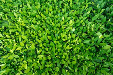 Çit duvar dokusunda küçük yeşil yapraklar. Bahçedeki yeşil çit bitkisine yakın. Eko-yeşil çit duvarı. Doğal zemin. Doğada güzellik. Doğal desenli yeşil yapraklar..