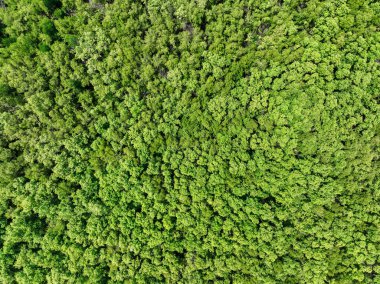 Aerial top view of mangrove forest. Drone view of dense green mangrove trees captures CO2. Green trees background for carbon neutrality and net zero emissions concept. Sustainable green environment.