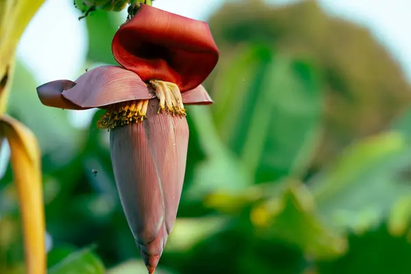 stock image Banana blossom. Plant-based raw material for vegan fish and meat alternatives. Banana heart. Purple-skinned banana flower. Sustainable source for plant-based meat alternatives in vegan cuisine.