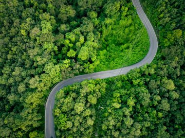 Ormandaki yoğun yeşil ağaçların havadan görünüşü CO2 ve kavisli karayolunu yakalıyor. Karbon nötr ve net sıfır emisyon kavramı için yeşil ağaçlar. Sürdürülebilir yeşil çevre. Karbon kredi