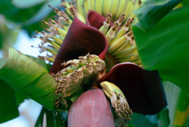 Muz çiçeği. Vejetaryen balık ve et alternatifleri için bitkisel hammadde. Muz kalpli. Mor derili muz çiçeği. Vejetaryen mutfağında bitki temelli et alternatifleri için sürdürülebilir kaynak.