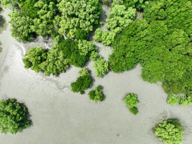 Yeşil mangrov ormanının havadan görünüşü. Mangrove ekosistemi. Doğal karbon batar. Mangrovlar atmosferden CO2 yakalıyorlar. Mavi karbon ekosistemleri. Mangrovlar karbondioksit emisyonunu emerler..