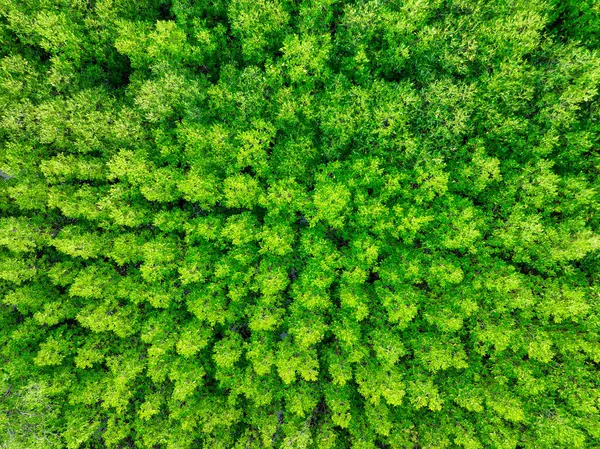 Stock image Aerial view green mangrove forest. Natural carbon sinks. Mangroves trees capture CO2. Blue carbon ecosystems. Mangroves absorb carbon dioxide emissions and mitigating global warming. Green ecosystem.