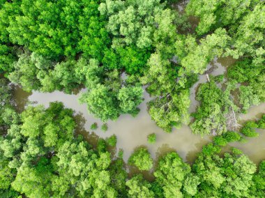 Hava manzaralı yeşil mangrov ormanı. Doğal karbon batar. Mangrov ağaçları CO2 'yi yakalar. Mavi karbon ekosistemleri. Mangrovlar karbondioksit emisyonlarını absorbe eder ve küresel ısınmayı azaltır. Yeşil ekosistem.