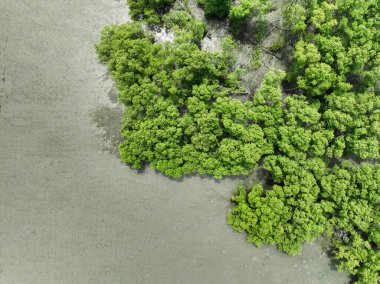 Yeşil mangrov ormanının havadan görünüşü. Mangrove ekosistemi. Doğal karbon batar. Mangrovlar atmosferden CO2 yakalıyorlar. Mavi karbon ekosistemleri. Mangrovlar karbondioksit emisyonunu emerler..